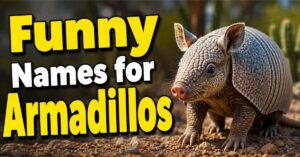 Funny Names for Armadillos