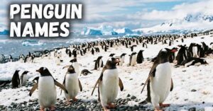 Penguin Name